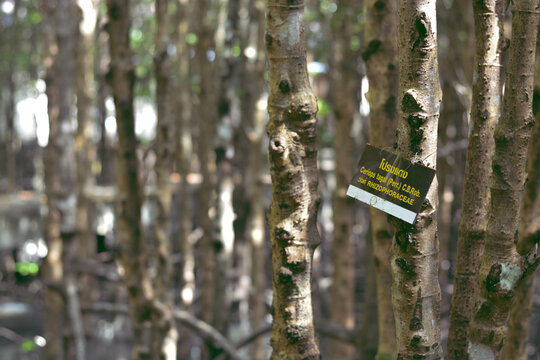 The trunk of Ceriops tagal with name of tree tag.