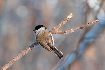 bird in forest