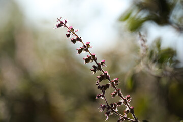 Closeup of Holy basil or Tulsi. Ocimum tenuiflorum, commonly known as holy basil or tulsi, is an aromatic perennial plant in the family Lamiaceae. Ocimum tenuiflorum.