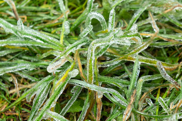 Fototapeta premium green grass in ice crust close-up the grass is frozen after the freezing rain