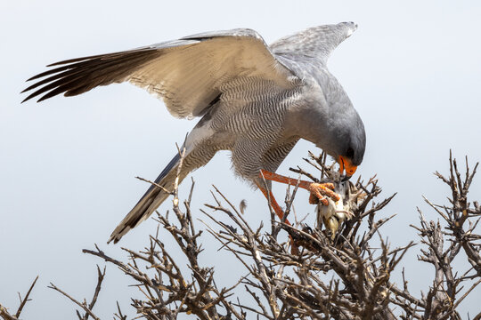 Ein Silbersinghabicht mit ge&ouml;ffneten Schwingen frisst auf einem kahlen Strauch ein Frankolin K&uuml;ken in der Seitenansicht