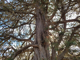 tree in the forest