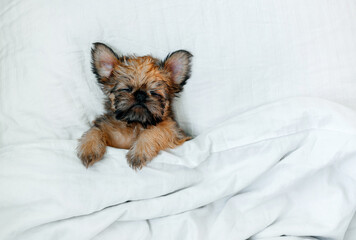 a sleeping newborn Brussels Griffon puppy of red color lies under a white blanket with closed eyes. High quality photo