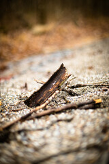 close up of rusty iron
