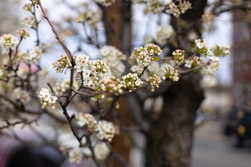 blooming tree