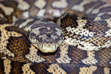 Close up of an Australian Carpet Python