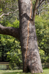 Fototapeta premium Scar on the bark of a large gum tree as the result of a lightning strike