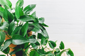 Scindapsus plant in a pot on the table. Indoor garden, home gardening. Home interior with flowers, close up