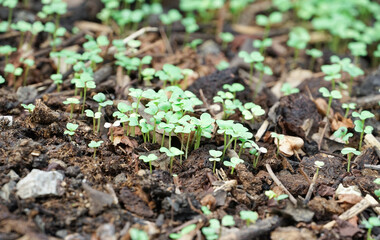 edible rape seeds sprout from the ground.concept for agricultural knowledge to sow seeds,take care young plants