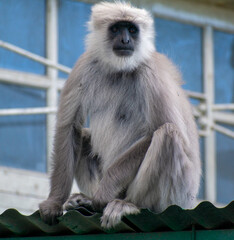 A long Northern plains gray langur