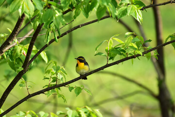 森のキビタキのオス