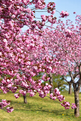 八重桜が咲く公園