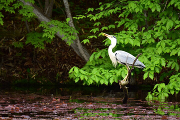 枯枝の先に止まるアオサギ