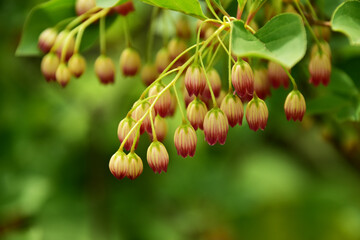 下向きに咲くサラサドウダン