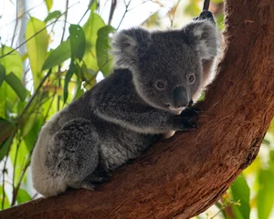 Foto op Plexiglas koala  © Sheila
