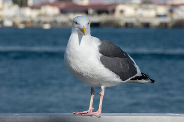 Portrait of a gull or seagull taken at the Port of Los Angeles in Southern California.
