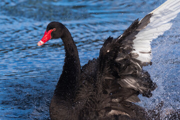 Fototapeta premium Black Swans Courting