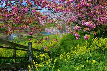 川沿いの桜と菜の花　春　風景