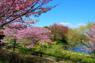 Naklejka premium 桜 菜の花 癒しの風景
