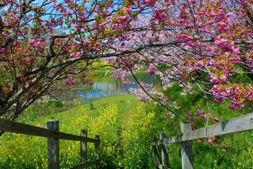 桜　菜の花　癒しの風景