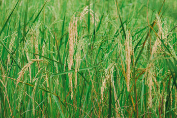 Rice planting, rice grains are already ripe.