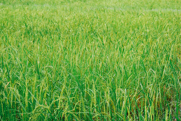Rice planting, rice grains are already ripe.