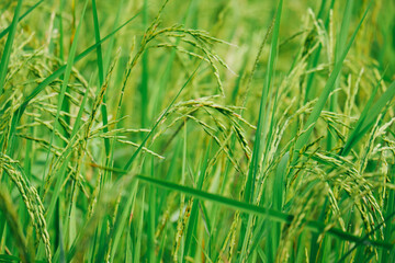 Rice planting, rice grains are already ripe.