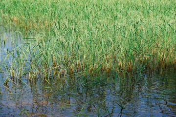 Fototapeta premium Close-up of yellow green rice fields, landscape of rice plants in a field, rice plants in a rice field, a field of ripe rice grown in Thailand.