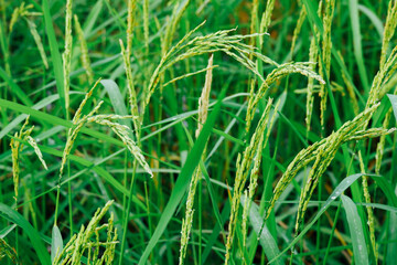 Close-up of yellow green rice fields, landscape of rice plants in a field, rice plants in a rice field, a field of ripe rice grown in Thailand.