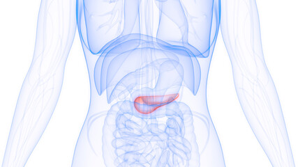 Human Internal Organ Pancreas Anatomy - obrazy, fototapety, plakaty