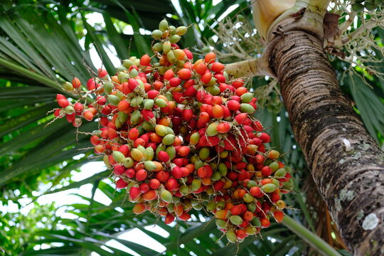Nicaragua Granada - Peach palm fruit - Bactris gasipaes - Pijiguao or Chontaduro