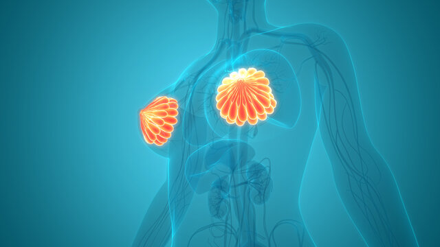 Female Internal Organs Mammary Glands Anatomy