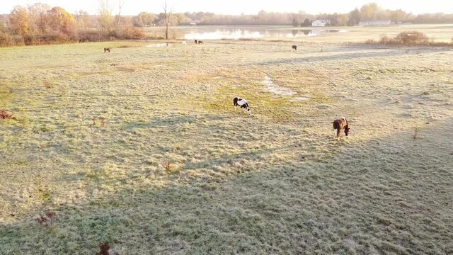 Horses Grazing On A Cold And Frosty Morning In The Pasture Near Flat Rock Michigan