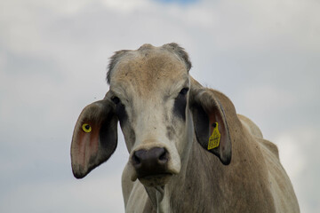 bull