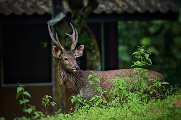 The hair on the body is brown. Have other colors mixed up He's smaller than other genus deer. Under the eyes there are clearly visible lacrimal glands. A long black line When it matures.