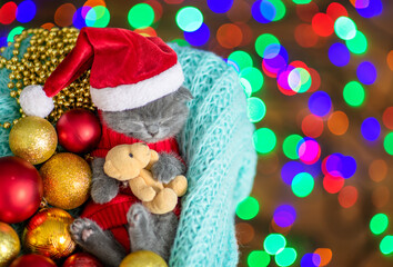 Cute kitten wearing warm sweater  and santa hat sleeps inside basket and hugs  toy bear. Top down view. Empty space for text