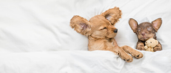 Cozy English Cocker Spaniel puppy and dachshund puppy sleep together on a bed at home. Dachshund ...