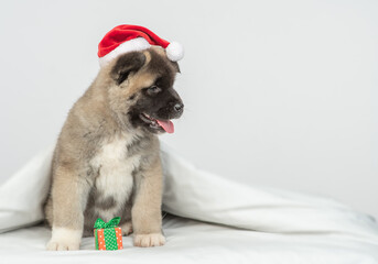 Cute American akita puppy wearing red santa hat sits on a bed under white warm blanket with gift box and looking away on empty space