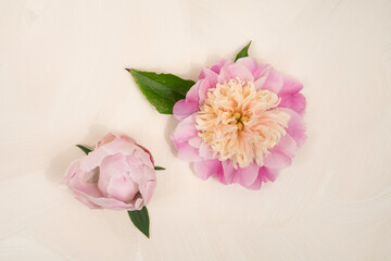 Pink peony blooms on cream background