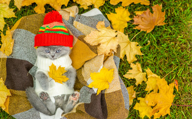 Funny kitten wearing warm hat and sweater lies on plaid and holds yellow leaf. Top down view. Empty space for text.