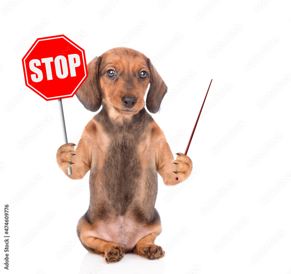 Aufkleber dachshund puppy holds stop sign and points away on empty space. isolated on white background