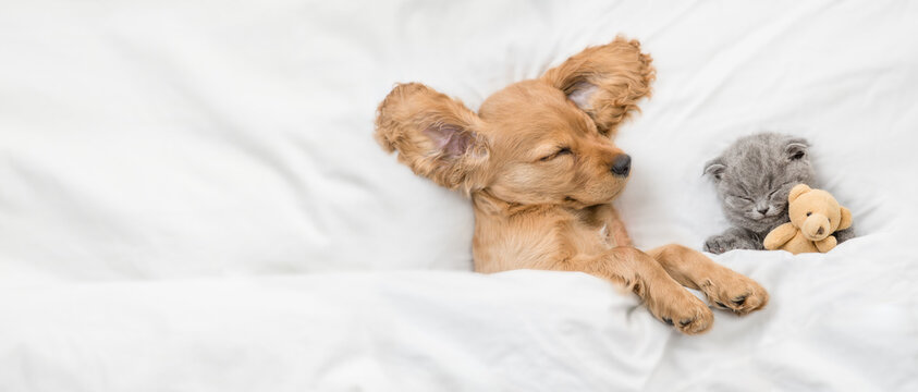 The Ultimate Guide to Melatonin Dosage for Dogs: What You Need to Know 4. The Ultimate Melatonin Dosage Guide for Dogs: Dosage, Benefits, and Precautions