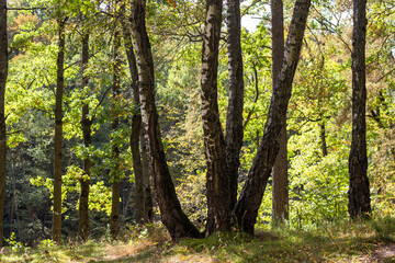 Landscape of a summer birch grove, the trees are illuminated by the sun