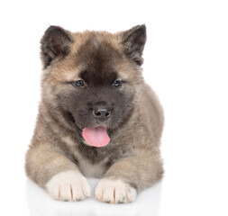 American akita puppy lies in front view and looks at camera. Isolated on white background