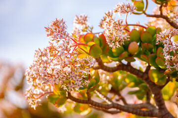 Succulent plant in bloom. Beautiful small pink-white flowers and clear sky on background