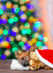 Fototapeta na wymiar Tiny toy terrier puppy hugs toy bear and sleeps on pillow under blanket on festive Christmas background. Empty space for text