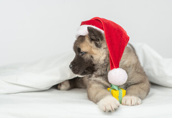 Cute American akita puppy wearing red santa hat lying on a bed under with gift box and looking away on empty space