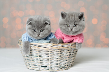 Fototapeta na wymiar Two cute kittens wearing knitted sweaters are sitting in a basket on festive background
