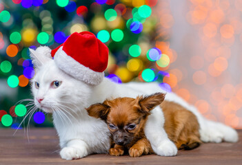 Fototapeta na wymiar Adult white angora cat wearing a red santa hat hug tiny toy terrier puppy with Christmas tree on background