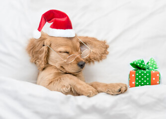 Funny English Cocker spaniel puppy wearing eyeglasses and red santa hat sleeps with gift box under...